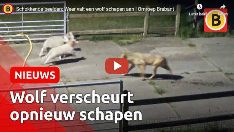 Wolf bijt schapen dood... Is dit wat we willen ?? Opnieuw zijn in het