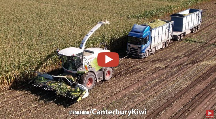 Maïshakselen 2023 in Canterbury Nieuw-Zeeland met 2X Claas Jaguar 960 ...